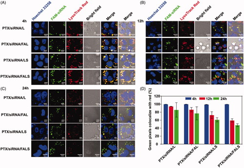 Figure 5. CLSM images of NCI-H460 cells incubated with various nanoparticles containing FAM-siRNA (green) after 4 h (A), 12 h (B) and 24 h (C). Lyso Tracker Red (red) was used to label the endosome/lysosome and Hoechst 33258 (blue) to label nucleus. (D) The ratio of green fluorescence to red fluorescence was quantified with Image-Pro Plus.