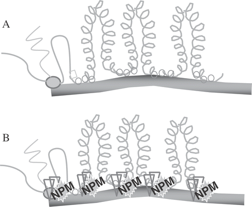 Figure 9. An Illustration of Nuclear Matrix DNA Anchoring. DNA loops are periodically attached to the nuclear matrix creating domains for DNA supercoiling changes (shown in A for unheated cells), which occur secondarily to transcription (shown on the left side) and replication (not shown). After heat shock (B) proteins, such as NPM (see text) bind to the attachment points.