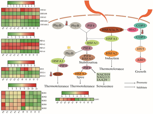 Figure 6. Expression analysis of the photosynthesis pathway and its core genes and transcription factors. HSFA, heat shock transcription factor; PIF4, phytochrome interacting factor 4; ROS, reactive oxygen species; COP1, constitutive photomorphogenic1; HY, elongated hypocotyl; phyB, phytochrome B; BIN2, brassinosteroid insensitive 2; ABI5, abscisic acid-insensitive 5; NAC019, N-Acetyl cysteine019; SAG113, surface antigen 113; IAA29, indole acetic acid 29. The colors of squares indicate the fold changes of the DEGs (red is upregulated and green is downregulated).