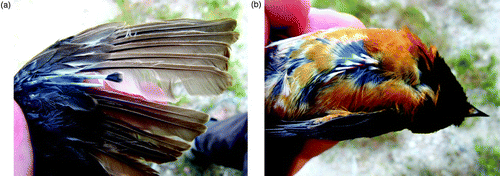 Figure 1. Moult of a male Common Redstart Phoenicurus phoenicurus while feeding a second brood of five-day-old chicks, Czech Republic, 2 July 2010: (a) right wing, moulting primaries 1–2, primary coverts 1–2, carpal covert; (b) lower part of a body, moulting breast feathers.