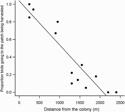 Figure 5. Proportion of birds leaving the colony to travel to the patch being harvested in relation to its distance from the colony.