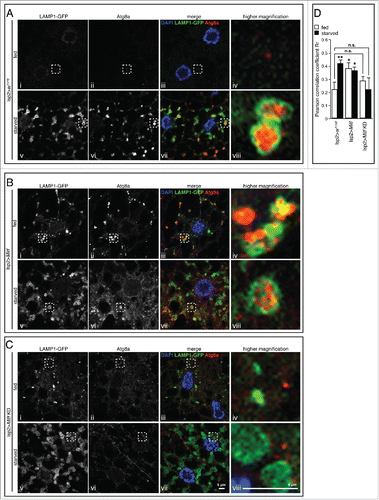 Figure 5. Mitf is required for starvation-induced fusion of lysosomes and autophagosomes. Confocal microscopy images of LAMP1-GFP (green), Atg8a (red) in fed and starved fat body isolated from control larvae (A) and larvae in which Mitf is either overexpressed (B) or downregulated (C) using the fat body driver (lsp2-GAL4). Tissues were stained with an Atg8a antibody (red) and mounted in DAPI (blue). The regions within the dotted boxes are magnified in the right column (5x). Autolysosomes are identified as enlarged Atg8a-positive vesicles decorated by a LAMP1-GFP-positive ring. (D) Graph shows quantification of LAMP1-GFP and Atg8 colocalization using ImageJ software to determine Pearson correlation coefficient Rr; at least 10 images/group were analyzed. Animals were raised at 25°C. Experiments were performed in triplicate and error bars represent SEM. *, P < 0.05; **, P < 0.005 by Student t test. Nonsignificant data are indicated (n.s.).