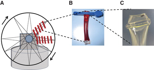 Figure 1. Schematic illustration of the rotating tubing bag whole-blood model. A. Multiple tubing bags attached to a rotating wheel in a 37°C cabinet using rubber bands. B. Tubing bags containing 1 mL of blood closed by sealing or a clip. C. A small hole left open for injections of additives (marked by an arrow).