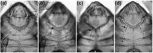 Figure 5. Microscopic photographs of anterior ventral region showing possible evolution of epimeral ridge from plesiomorphic absence through development as strong ventral carina. Arrowheads indicating the structure on right body side. (A) Schusteria melanomerus – no ridges; (B) Schusteria marina sp. nov. – small faint ridges; (C) Carinozetes bermudensis – long carinae, slightly converging; (D) Carinozetes mangrovi – long robust carinae, strongly converging.