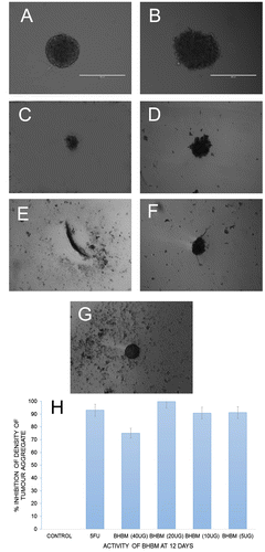 Figure 6. Three-dimensional (3D) tumor spheroid-based functional assay: invasion. 48-well agar-coated flat-bottomed plates were used to generate A549 spheroids (a single spheroid per well).