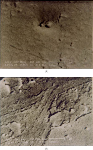 3 SEM of the film coatings having Triacetin and PEG 400 before and after dissolution. (A) Triacetin and (B) PEG 400 before dissolution. (C) Triacetin and (D) PEG 400 after dissolution. (Continued)