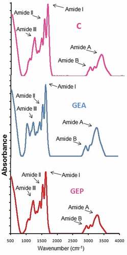 Figure 2. Fourier-transform infrared spectra of control (C), GEA, and GEP gelatin samples extracted at the level of 20 units of enzyme/g of wet skin