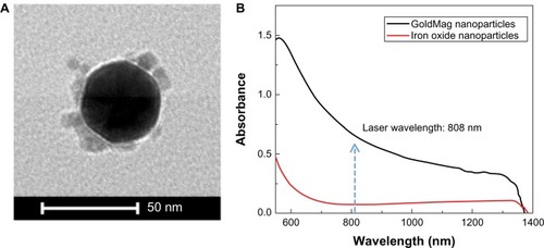 Figure 1 Transmission electron microscopy image of GoldMag nanoparticles (A), and ultraviolet-visible spectra of GoldMag (Fe3O4/Au core/shell nanoparticles) and Fe3O4 in water (arrow) a wavelength of the laser (B).