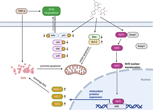 Figure 8 Schematic diagram of the mechanisms by which engeletin affects chondrocytes. TNF-α promotes apoptosis, ROS generation and ECM degradation in chondrocytes. Engeletin alleviates apoptosis by upregulating Bcl-2 and downregulating Bax. Engeletin scavenges ROS by activating the Nrf2 pathway and inhibits ECM degradation by inhibiting the MAPK and NF-κB pathways.