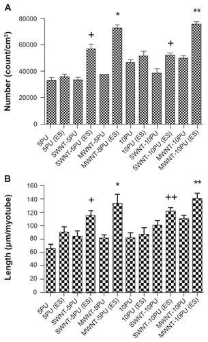 Figure 10 Quantification of myotube organization and morphology on electrospun CNT-PU and polyurethane scaffolds with and without electrical stimulation. (A) Myotube number (count/cm2) and (B) myotube length (μm/myotube) after four days of culture.Notes: Values are presented as the mean ± standard error of the mean. (A) *P < 0.05 versus all samples; **P < 0.05 versus all samples; +P < 0.05 versus SWNT-/MWNT-5PU, SWNT-10PU, 5PU, and 5PU with electrical stimulation. (B) *P < 0.05 versus all not electrically stimulated samples, 5PU (electrically stimulated), and 10PU (electrically stimulated); **P < 0.05 versus MWNT/SWNT- 5PU, 5PU, 10PU, and 5PU (electrically stimulated); +P < 0.05 MWNT-5PU, 5PU, and 10PU; ++P < 0.05 versus 5PU.Abbreviations: MWNT, multiwalled nanotubes; SWNT, single-walled nanotubes; 5PU, 5% w/v polyurethane; 10PU, 10% w/v polyurethane.