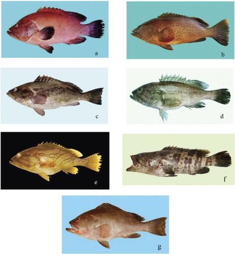 Figure 3. Exploited medium-size grouper species: (a) Cephalopholis sonnerati – 342 mm TL, (b) Epinephelus bleekeri – 308 mm TL, (c) E. chlorostigma – 450 mm TL, (d) E. epistictus – 233 mm TL, (e) E. radiatus – 231 mm TL, (f) E. tauvina – 238 mm TL, (g) E. undulosus – 358 mm TL.