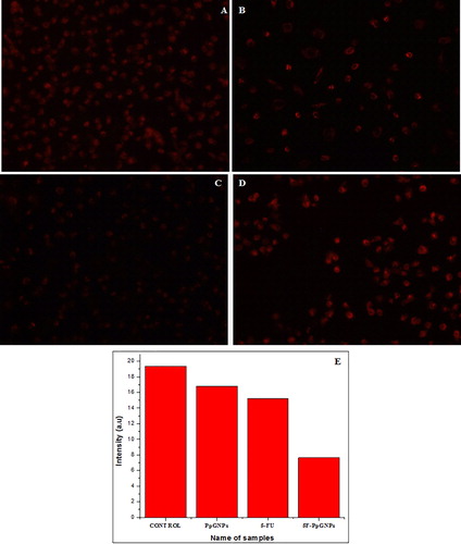 Figure 6. Mitochondrial depolarisation by disrupting mitochondrial membrane potential (ΔΨm) in A549 cells and images observed by staining with Mitotracker Red CMXROS. (A) Untreated control cells, (B) PpGNPs treated cells, (C) 5-FU treated cells, (D) 5F-PpGNPs treated cells. (E) Graph showing change in intensity of DCFDA stained control, PpGNPs, 5-FU and 5F-PpGNPs treated cells.