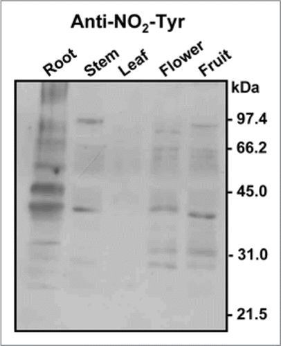 Figure 2 Representative immunoblot showing the pattern of protein tyrosine nitration (NO2-Tyr) in different organs (root, stem, leaf, flower and fruit) of pea plants after 71 days of growth under optimal conditions. The numbers on the right side of the immunoblots indicate the relative molecular masses of the protein markers.