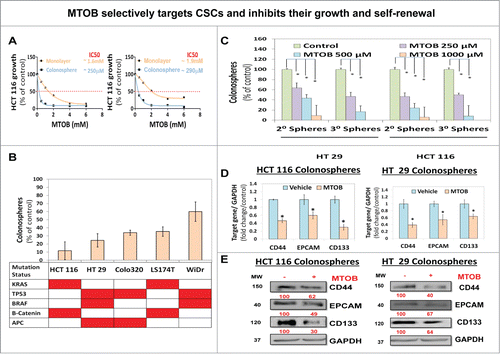 Figure 3. MTOB selectively targets CSCs and inhibits their growth and self-renewal. (A) Effect of MTOB on growth in spheroid (1° spheroid formation) and monolayer (MTT assay, values derived as OD @ 490 nM wavelength) conditions at 120 h suggesting selectivity toward inhibiting growth in CSC enriched spheroid condition by MTOB. (B) Robust effect of 1 mM MTOB treatment on inhibition of 1° spheroid formation was observed in multiple colon cancer cells and across varied genetic backgrounds. (C) Inhibitory effect of MTOB (250 μM → 1 mM) on CSC self-renewal (2°/3° spheroids) in HCT-116 and HT-29 cells. (D and E) Attenuation of CSCs markers such as CD44, EPCAM (epithelial adhesion molecule) and CD133 at both mRNA (QPCR) (D) and protein (immunoblot) (E) levels following treatment with MTOB (1 mM) at 24 h in HCT-116 and HT-29 cells. GAPDH was used as housekeeping control. Data is represented as percent of vehicle-treated cells. Error bars represent ±1 SEM. *P<0 .05. Numbers under the blot represent relative densitometry values.