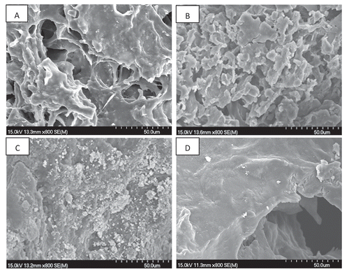 Figure 3. SEM images of surimi at different stages of fermentation. (a) surimi curd; (b) surimi pehtze; (c) salted surimi; (d) ripened surimi.