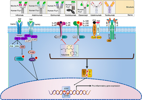 Figure 4 Currently approved and available immunotherapy strategies for IBD include: four TNF antibody drugs infliximab, Adalimumab, certolizumab, and golimumab. Ustekinumab is human monoclonal IgG antibodies that block the p40 subunit receptor of the IL-12/23 complex. Tofacitinib is a JAK inhibitor in the JAK/STAT pathway.