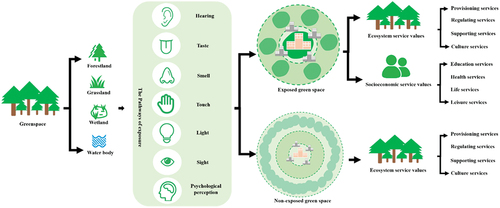 Figure 1. The classification and value system of greenspace based on exposure perspective.