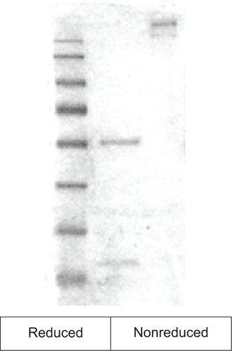 Figure S12 Electrophoresis analysis of the purified antibody.