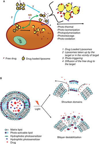 Figure 5. (A) Mechanisms of release of liposome-encapsulated drugs by photo-triggering. The diagram describes various mechanisms of light induced destabilization of liposomes and intracellular localization of released drugs. (B) A cartoon presenting the mechanisms of light triggered release from photo-sensitive liposomes. Two known conformational changes in photo-reactive liposome segments due to light treatment are presented. Light radiation can result in a shrunken domain that leads to leakage between domain boundaries (right, top). Light radiation can also create changes in the liposome bilayer resulting in destabilization and the release of the liposomal contents (right, top).