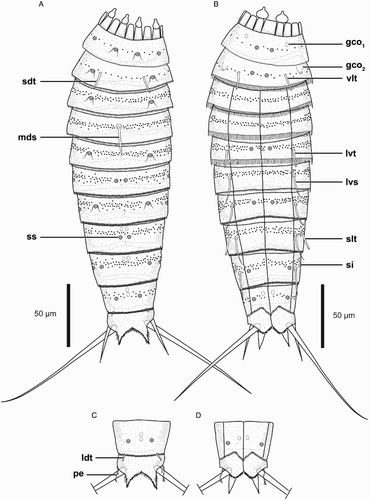 Figure 5. Line art illustrations of Echinoderes reicherti sp. nov. (A) Female, dorsal view; (B) Female, ventral view; (C) Male, segments 10 and 11, dorsal view; (D) Male, segments 10 and 11, ventral view. Abbreviations: gco1, glandular cell outlet type 1; gco2, glandular cell outlet type 2; ldt, laterodorsal tube; lvs, lateroventral spine; lvt, lateroventral tube; mds, middorsal spine; pe, penile spine; sdt, subdorsal tube; si, sieve plate; slt, sublateral tube; ss, sensory spot; vlt, ventrolateral tube.