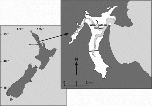 Figure 1. Whangateau Harbour, New Zealand. Land is shaded dark grey, intertidal flats are white and subtidal areas are light grey.