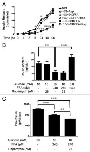 Figure 8.(A) Insulin release into the culture medium under nutrient overload. Islets (35) were cultured in 2 ml cCMRL containing 10 mM glucose or 240 μM FFAs alone or in combination in the absence and presence of 25 nM rapamycin. Cultured medium (50 μl) was removed at the indicated times and the amount of insulin released into the culture medium was determined by radioimmunoassay. Data are the means ± SEM of n = 3 experiments. (B) Insulin content in islets after 4 days treatment under nutrient overload. After treatment, islets were washed and resuspended in 500 μl of 0.1% BSA in PBS, followed by sonication using a microtip probe. Insulin content was determined by radioimmunoassay. Data are the means ± SEM of n = 3 experiments with triplicate samples in each experiment. (C) Pro-insulin levels in islets after 4 days treatment under nutrient overload. After treatment, islets were washed and resuspended in 200 μl of 0.1% BSA in PBS, followed by sonication using a microtip probe. Pro-insulin levels were determined as described in the Methods section. Data are the means ± SEM of n = 3 experiments.