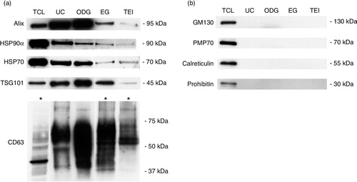 Fig. 2 Characterization of exosome preparations by Western blot. Western blot analysis of (a) common exosome markers (Alix, HSP90α, HSP70, TSG101 and CD63) and (b) cell organelle and apoptosis markers (GM130, PMP70, calreticulin and prohibitin) in 10 µg of exosomes isolated by 4 different methods. MCF-7 Rab27B total cell lysate (TCL) was loaded as positive control. Asterisks indicate loading of 50 µg of protein.