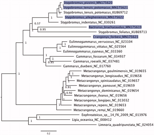 Figure 1. Bayesian phylogeny of aligned protein-coding loci (3169 aa) for five new amphipod mitogenomes (Stygobromus allegheniensis, S. pizzinii, S. tenuis potomacus, Bactrurus brachycaudus, and Crangonyx forbesi) in addition to 18 additional amphipod mitogenomes available on GenBank. The three isopods Ligia oceanica, Limnoria quadripunctata, and Eophreatoicus sp.14 FK-2009 were included as an outgroup to root the phylogeny. New mitogenomes generated in this study are highlighted. GenBank accession numbers were included as suffix next to the species names. Values at nodes represent posterior probabilities.