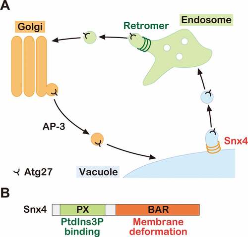Figure 1. The model of Atg27 trafficking. (A) Schematic model of Atg27 trafficking. Atg27 is delivered to the vacuole membrane via the AP-3 pathway. After delivery, it is recycled from the vacuole membrane to the endosome by the Snx4 complex. Then, it is retrieved from the endosome by the retromer complex. (B) Schematic of Snx4 domains