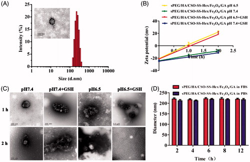 Figure 1. Characterization of sPEG/HA/CSO-SS-Hex/Fe3O4/GA micelles. (A) Size distribution and TEM of the micelles in water. (B) and (C) zeta potential and TEM of the micelles at pH 7.4 or pH 6.5 ± 10 mM GSH at 37 °C for 1 h and 2 h. (D) The stability of the micelles in PBS and FBS at 37 °C.
