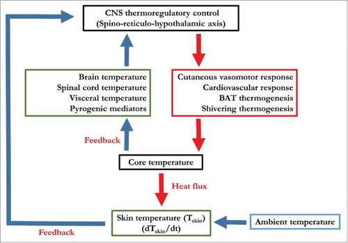 Figure 1. Simplified schematic representation of cold-induced thermogenesis. Afferent input represented by green boxes, efferent output represented by red box, thermoregulatory control center (hypothalamus) and integrated response (core temperature) represented by black boxes. Model adapted from refs. Citation9,Citation10,Citation12.