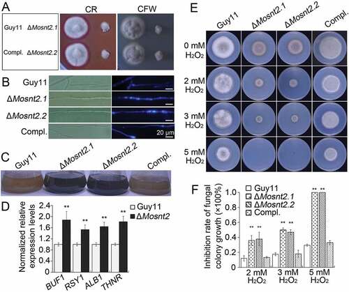 Figure 5. MoSNT2 regulates cell wall integrity and oxidative stress response. (A) Growth of M. oryzae on CM agar medium containing 200 μg/ml CFW or 200 μg/ml CR for 5 days. (B) CFW staining and epifluorescence microscopy of cell wall chitin of mycelium grown in liquid CM. Scale bar: 20 μm. (C) Increased hyphal melanization as a consequence of MoSNT2 deletion. (D) qRT-PCR analysis on the expression levels of melanin biosynthesis genes in mycelium grown in liquid CM. (E) Mycelial growth on CM agar medium in the presence of different concentrations of H2O2. (F) Statistical analysis of the inhibition rate under H2O2-induced oxidative stress on mycelial growth. Asterisks represent significant differences (** P < 0.01)