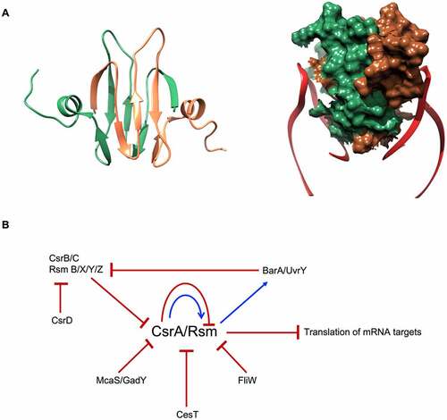 Figure 4. E. coli CsrA structure and regulatory circuit. (A) CsrA forms a dimer (green and brown) with two surfaces for RNA (red) binding. (B) Schematic of CsrA regulation. The expression of csrA is regulated on transcription, translation and protein levels: CsrA can regulate its own transcription and translation. It also can be sequestered by sRNAs CsrB/C, GadY and McaS. Moreover, CsrA activity is blocked by proteins CesT in E. coli and FliW in flagellated bacteria.