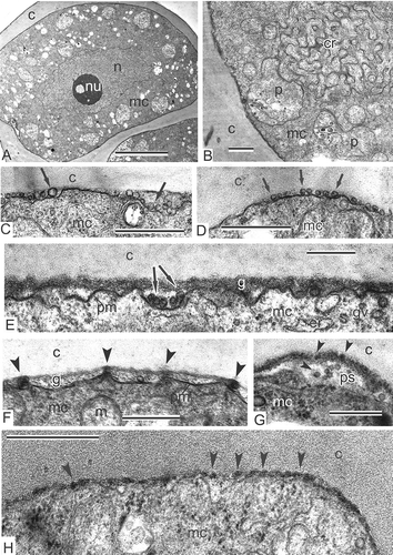 Figure 2. Young tetrad stage in Magnolia sieboldii. A. Fragment of a tetrad, showing a survey of a microspore with nucleus, nucleolus and many organelles in the cytoplasm. B. Fragment of a microspore; so-called chain-mail reticulum (cr) is a typical feature of the microspore cytoplasm during the sporoderm development. C, D. Plasmalemmasomes (sections through outgrowths of the plasma membrane, arrows) appear at first alongside the microspore surface. E. The glycocalyx layer (g), looking fibrillar, is added to plasmalemmasomes (arrows). F. The appearance of spherical units (arrowheads) in the glycocalyx layer at the peaks of the plasma membrane. G. Clusters of spherical units (arrowheads), interpreted as spherical micelles in the periplasmic space. H. Row of spherical units (spherical micelles, arrowheads) alongside the plasma membrane of the young microspore. Abbreviations: see Figure 1. Scale bars – 10 μm (A), 500 nm (B–H).