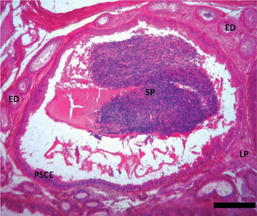 Figure 5. Photomicrograph of the epididymis of Pelusios castaneus showing spermatozoa within the lumen of the duct of the epididymis with efferent ducts (ED) within the lamina propria (LP); PSCE: pseudostratified columnar epithelium; SP: spermatozoa (January). H&E: haematoxylin & eosin. Scale bar: 25 µm.