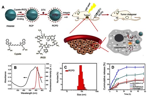 Figure 1 (A) Schematic representation of the synthesis of theranostic platform RCPD for combined chemo-photo treatment of cancer cells. (B) UV−Vis absorption and fluorescence spectra of RCPD. (C) Size distribution of RCPD. (D) Drug release profiles of DTX from DTX suspension, RCPD (pH=5.5 or 7.4), PAMAM@DTX.