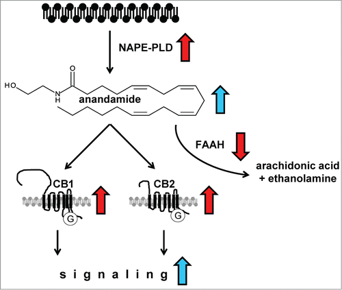 Figure 1. A scheme depicting the perturbed anandamide pathway in mantle cell lymphoma. Red arrows show altered expression pattern in MCL, blue arrows show proposed effects. Altered expression of NAPE-PLD, an enzyme participating in anandamide synthesis from phospholipids, and FAAH, degrading anandamide, suggest accumulation of anandamide and together with overexpressed cannabinoid receptors, enhanced endocannabinoid signaling.