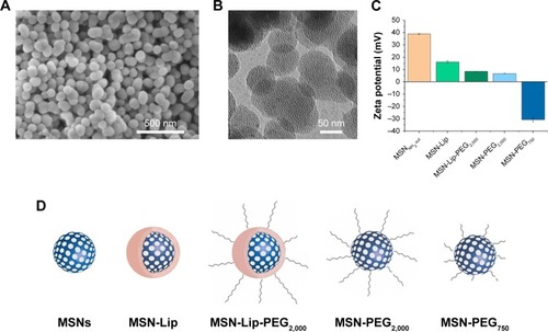 Figure 1 Characterization of surface-functionalized MSNs.Notes: (A) Scanning electron microscopy: MSNs were monodisperse, spherical, and evenly shaped. (B) Transmission electron microscopy: MSNs were mesoporous and approximately 100 nm in size. (C) ζ-Potential of synthesized MSNs by dynamic light-scattering measurements, showing the change in surface charge for the lipid and PEG surface-functionalized MSNs. (D) Representation of lipid and/or PEGylated surface-functionalized MSNs with sample coding.Abbreviations: Lip, lipid; MSNs, mesoporous silica nanoparticles; PEG, polyethylene glycol.