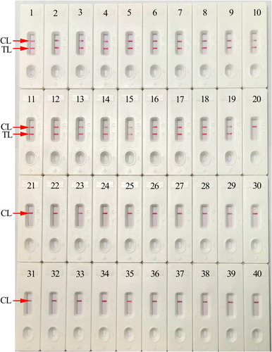 Figure 6 Analytical specificity of HBV-MCDA-LFB assay with different pathogens. The HBV-MCDA-LFB assay was evaluated with different genomic RNA/DNA as templates. Biosensor 1, HBV (standard substance); Biosensor 2–19, HBV (clinical samples); Biosensor 20, HCV (standard substance); Biosensor 21, HIV (standard substance); Biosensor 22, Respiratory syncytial virus type A; Biosensor 23, Adenoviruses; Biosensor 24, Human rhinovirus; Biosensor 25, Mycoplasma pneumonia; Biosensor 26, Pseudomonas aeruginosa; Biosensor 27, Haemophilus influenza; Biosensor 28, Streptococcus pyogenes; Biosensor 29, Acinetobacter baumannii; Biosensor 30, Leptospira interrogans; Biosensor 31, Mycobacterium tuberculosis; Biosensor 32, Hemophililus parainfluenza; Biosensor 33, Candida glabrata; Biosensor 34, Shigella flexneri; Biosensor 35, Staphylococcus aureus; Biosensor 36, Cryptococcus neoformans; Biosensor 37, Enteropathogenic Escherichia coli; Biosensor 38, Bordetella pertussis; Biosensor 39, Bacillus cereus; Biosensor 40, blank control.