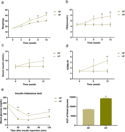 Figure 2. Changes of weight, FBG and serum insulin in two groups of mice in different periods. a: changes of weight in two groups of mice in different periods. b: changes of FBG levels in two groups of mice in different periods. c: changes of serum insulin in two groups of mice in different periods. d: changes of HOMA-IR in two groups of mice in different periods. e: insulin tolerance test in two groups of mice after 12 weeks of feeding. *P < 0.05, **P < 0.01 vs. NF group.