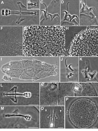 Figure 5. Ramazzottius affinis (A-H) and Ramazzottius andreevi (I-P) (LM, PhC). A. Feeding apparatus (ventral view). B. Apophysis for the insertion of the stylet muscles (dorsal view). C. Claws of II leg. D. Claws of IV leg. E. Hind leg (arrowhead = small papilla). F. Posterior-dorsal cuticle. G-H. Egg surface at two levels of focus. I. Animal in toto. J. Claws of II leg. K. Claws of IV leg, arrowhead = pseudolunule. L. Feeding apparatus (dorsal view). M. Feeding apparatus (lateral view). N. Posterior-dorsal cuticle. O. Elliptical organs on the head (arrowheads). P. Egg surface. A-E, I-J: holotype. Scale bars: A-H, J-P = 10 µm; I = 50 µm.