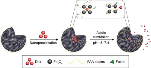 Figure 3 Dox encapsulation in HMCNCs and pH-stimulated release of Dox from folate–HMCNC-Dox.Abbreviations: Dox, doxorubicin; HMCNC, hollow magnetic colloidal nanocrystal; PAA, polyacrylic acid.