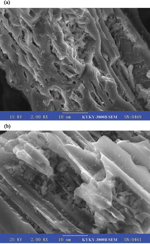 Figure 5. SEM micrographs of (a) char (2000×) and (b) CBAC (2000×).