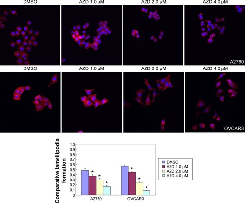 Figure 4 Effects of AZD1080 on ovarian carcinoma cell lamellipodia formation.