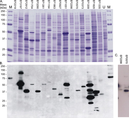 Figure 1.  Expression of the 16 intact membrane sensor kinases of E. faecalis in E. coli BL21 (DE3). Cells harbouring pTTQ18His containing the recombinant gene for each of the intact membrane kinases were cultured as described in Methods, and mixed membrane proteins prepared by water lysis. Samples (15 µg) were separated and analysed by: (A) SDS-PAGE and visualized using Coomassie blue staining (upper panel); and (B) and (C), Western blotting to detect the engineered hexa-histidine tag at the C-terminus of each protein. Panel C shows a longer exposure required for detection of the successful expression of EF2298 (HK11). M, molecular mass standards. U, mixed membranes of an uninduced culture of E. coli BL21 (DE3)/pTTQHK01.This Figure is reproduced in colour in Molecular Membrane Biology online.