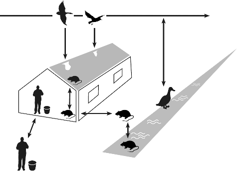 Figure 1. Potential introduction routes for AIV into a commercial poultry farm. To avoid introduction of the virus, biosecurity measures are aimed towards reducing (in)direct contact between wild birds and commercial poultry. Airborne virus may enter the farm through the ventilation openings and contaminated equipment, clothing and shoes are other potential sources of virus. Rodents in water, on land or on the roof of a farm can come into contact with faeces of wild birds, potentially containing AIV. Rodents may enter the poultry house through unsealed roofs, doors and other openings (needed for manure or egg belts), and may play a role in the spread of virus from wild birds to commercial poultry and between infected poultry farms. Effective rodent control should therefore be an integral part of biosecurity measures for poultry farms.