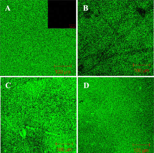 Figure 6. Confocal fluorescence images of NF270 supported DPPC/MO and DOPC/MO bilayers with 0.5 wt% NBD-PE. (A) DPPC (RMO = 0), (B) DPPC/MO (RMO = 5/5), (C) DOPC (RMO = 0), (D) DOPC/MO (RMO = 5/5). Inset of (A) is the fluorescence image of virgin NF270.