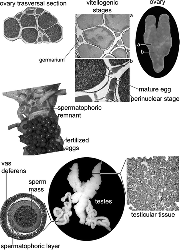 Figure 8. Gonadic structure of both females (above) and males (below) of the white-clawed crayfish Austropotamobius pallipes.