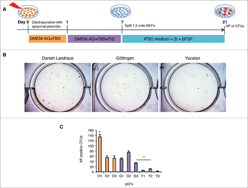 Figure 2. Reprogramming of porcine embryonic fibroblasts (pEFs) from different breeds reveals differences between lines and breeds. (A) Schematic of the episomal plasmid-based reprogramming protocol. (B) Alkaline phosphatase (AP) positive (+) colony forming units with ESC like morphology (CFUs) in 3 representative pEF lines in the different breeds. (C) Total mean number of AP+ CFUs for each cell line. Data was collected from 3 independent episomal plasmid-based reprogramming and averaged (n = 3) as mean ± standard deviation and tested for significance using the students t-test (p < 0.05). Asterix and bar denotes significance was obtained from Y2 when compared with G3. Likewise, all D and G cell lines were found to be significantly different from the Y lines.