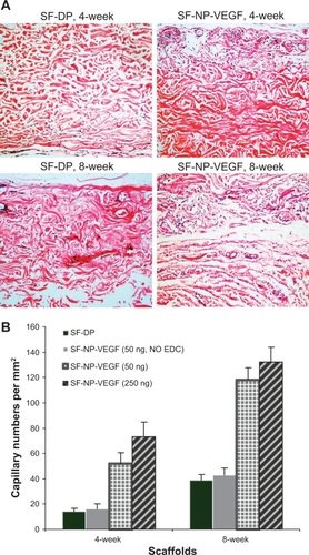 Figure 5 H&E staining of implant sections and capillary density. A) H&E staining showed new capillaries in repopulated layer and tissues surrounding the implants at 4 and 8 weeks, original magnification × 200. B) The capillary density calculated as the number of capillaries per mm2.Notes: N = 8; P < 0.001.Abbreviations: H&E, hematoxylin and eosin; DP, decellularized scaffolds; NP, nanoparticle; SF, scaffolds; VEGF, vascular endothelial growth factor